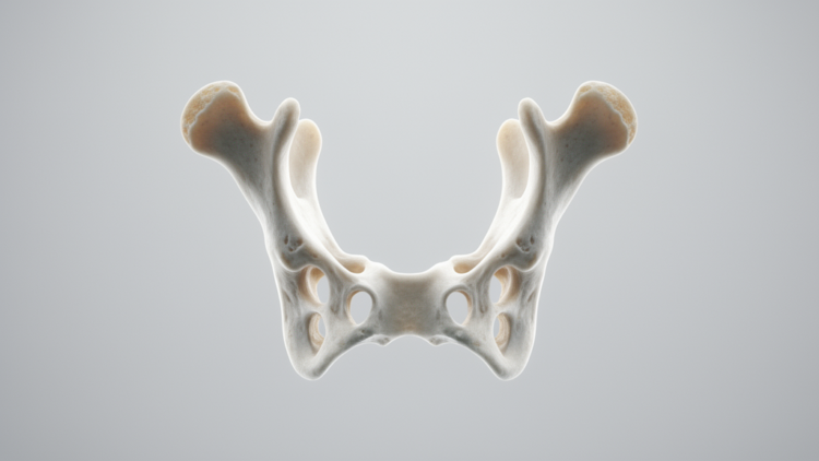 Hyoid bone CT analysis estimates sex with 93.8 percent accuracy in forensic study