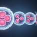 Short gaps between pregnancies may speed biological aging, review suggests