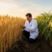 Wheat Gene Knockouts Deliver Upright Leaves Without Yield Penalties