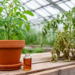 Bark Extracts of Litsea glutinosa Prime Tomato Defenses Against Bacterial Wilt