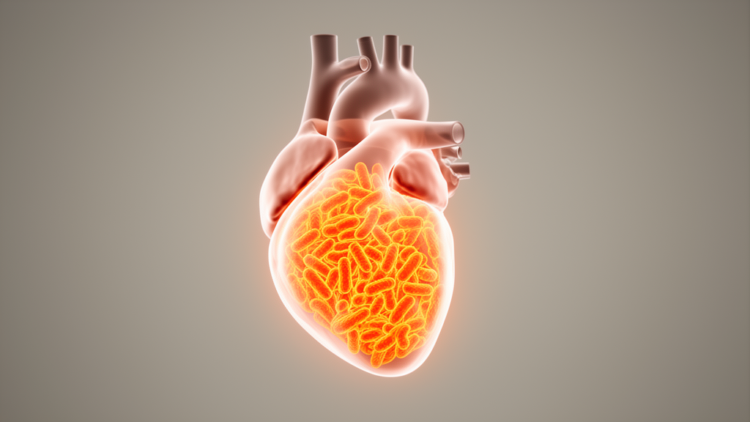 Embryonic Mitochondrial Stress Shields Adult Hearts From Chemo Damage