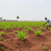 Soil Bunds Boost Farm Income in Ethiopia’s Upper Blue Nile Basin, Study Finds