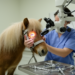Diode laser fenestration improves drainage in miniature pony case report
