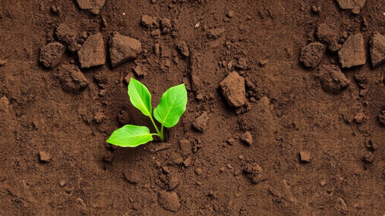 Soil Bacterium Boosts Sulphur Oxidation and Crop Yields in Sodic Soils