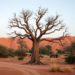 Baobab carbon stocks peak in Ethiopian homesteads as young trees vanish