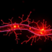 PD-L1 and mTOR form a signaling loop that drives tumor invasion