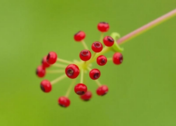 Great Burnet Mitochondrial Genome Assembled to Reveal Rosaceae Evolution