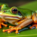 Cold-exposed frog livers rewire metabolism toward glucose production and fat storage