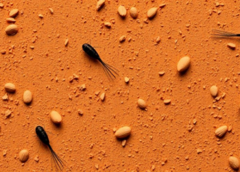 £4.5 Million UK Aid Partnership Targets Fungal-Scale Burden of Filarial Diseases