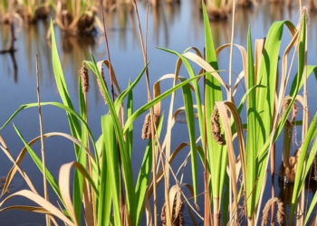 Reeds Reveal Hidden Biochemical Tactics for Recycling Nutrients in Drying Wetlands
