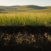 Rare and abundant soil bacteria follow contrasting ecological strategies in China’s grasslands