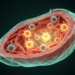 How Antiviral Innate Immunity Shapes Viral Myocarditis Outcomes