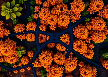Open-Source Python Toolbox Turns Drone Images into Plant Fluorescence Maps