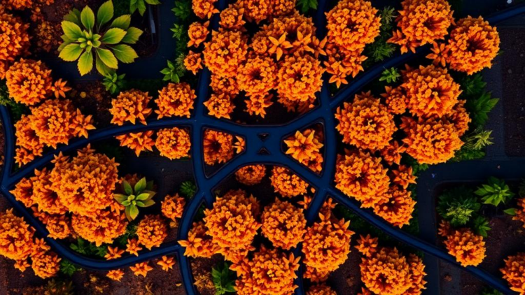 Open-Source Python Toolbox Turns Drone Images into Plant Fluorescence Maps