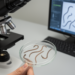 AI Reads Nematode Body Shapes to Identify Devastating Crop Parasites