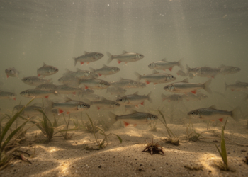 Murky Water Changes How Stickleback Shoals Search for Food