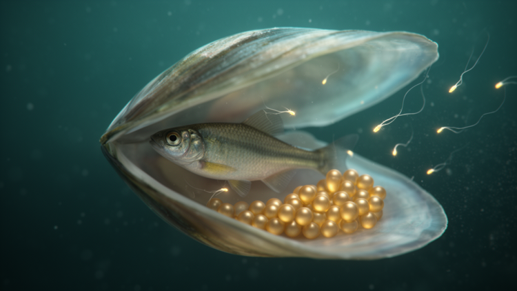 Sperm Still Chase Eggs in a Fish That Fertilises Inside a Living Mussel
