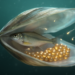 Sperm Still Chase Eggs in a Fish That Fertilises Inside a Living Mussel