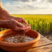 Seed Priming Emerges as a Low-Cost Route to Climate-Resilient Crops