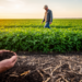 Minimum tillage boosts soya bean yields, but compost can backfire