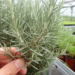 Rosemary breeding produces lines with denser glands and richer compounds