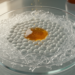 Xanthium extract curbs inflammation and boosts hyaluronan in HaCaT cells