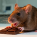 Rats Emit Distinct 40 kHz Ultrasonic Calls While Eating Chocolate