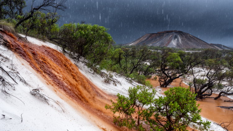 Extreme rainfall remobilizes mining tailings metals and stresses coastal Restinga plants