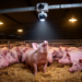 AI Spots Which Pig Is Coughing in Crowded Pens, Even at Night