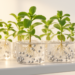 Silver Nanoparticles Boost Stevia Growth and Sweetener Yield in Lab Cultures