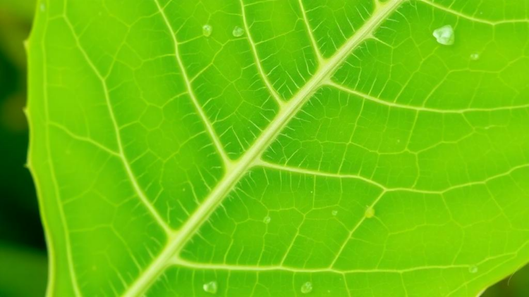 Deep Learning Model Reaches 98.39% Accuracy in Cotton Leaf Disease Classification