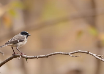 City Parks Flip From Winter Refuges to Summer Ovens for Birds, Three-Year Acoustic Study Finds
