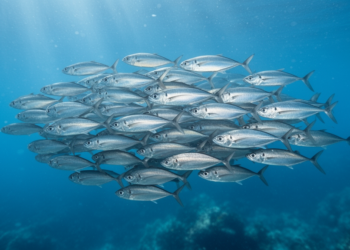 Fish Schools Emerge from Precisely Timed Copying Interactions