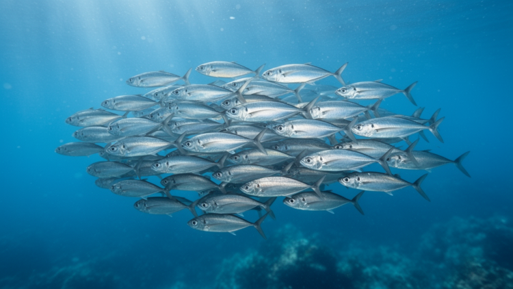 Fish Schools Emerge from Precisely Timed Copying Interactions