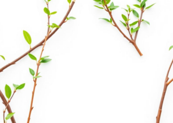 Green Innovation in China Responds Differently to Local Signals and Central Inspections