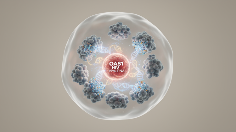 Review links OAS1 regulation to HIV restriction and persistence