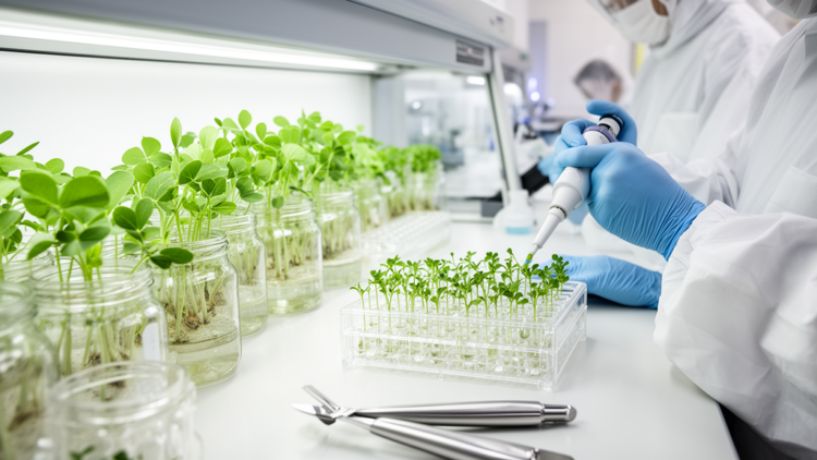 Alfalfa tissue-culture platform speeds regeneration and elite-cultivar transformation