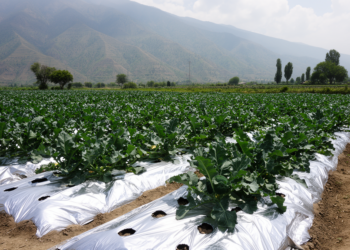 Silver mulch led broccoli yield in one-season Kashmir field trial