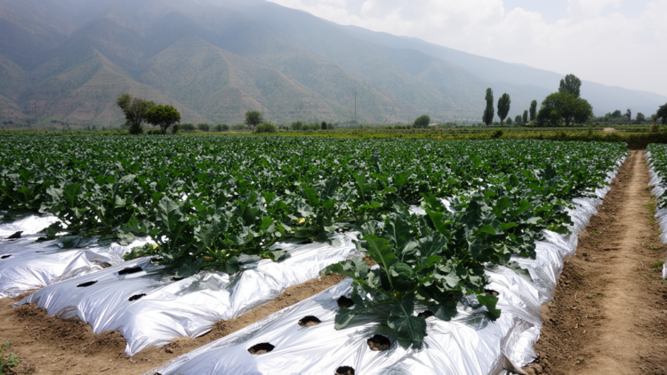 Silver mulch led broccoli yield in one-season Kashmir field trial