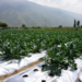 Silver mulch led broccoli yield in one-season Kashmir field trial