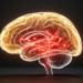 Preverbal trauma may reshape how the brain responds, not what it stores