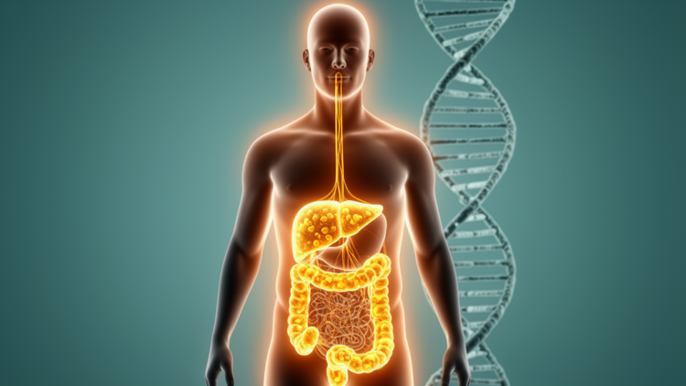 Shared Genetic Architecture Links Fat Distribution, Ectopic Lipid Buildup and Metabolic Aging