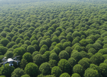 AI Learns to See the Forest: Density-Guided Detector Maps Crowded Tree Crowns From Drone Images