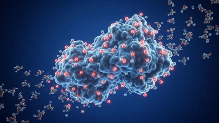 Massive Phosphoproteomics Sweep Maps the Hidden Regulatory Switches on a Key Metabolic Enzyme