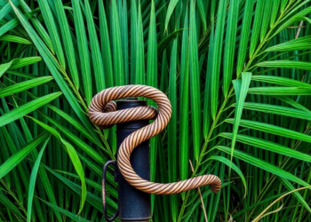 Lignin from Palm Waste Becomes a Green Shield Against Drilling Corrosion