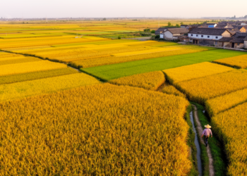 New 30-Meter Maps Reveal China’s Maize Production Field by Field