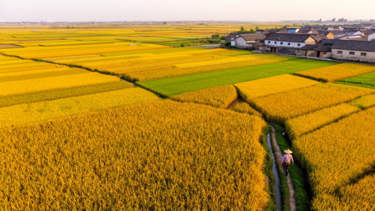 New 30-Meter Maps Reveal China’s Maize Production Field by Field