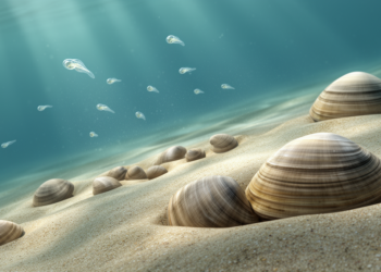 One Life Stage Cannot Predict Climate Resilience in Clams