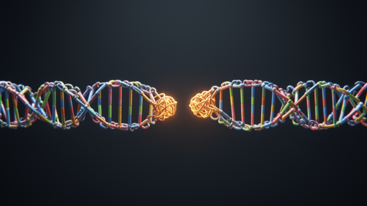 Browser-based LAMP primer designer keeps target sequences private and flags dimers