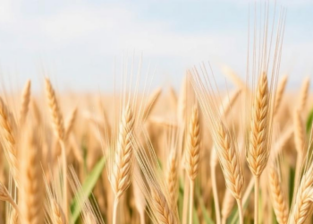 Silicon Helps Wheat Beat Salt Stress, But Only in the Right Cultivar and Form